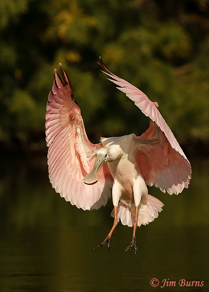 Roseate Spoonbill landing sequence #3--9423