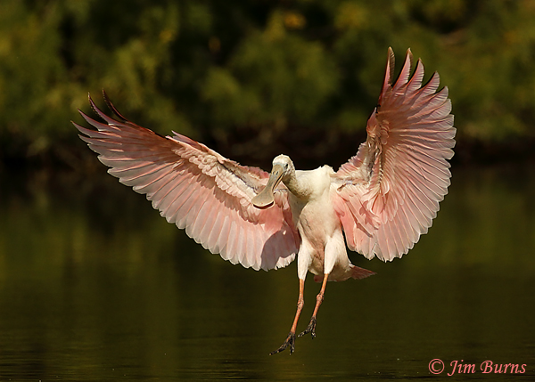 Roseate Spoonbill landing sequence #4--9425