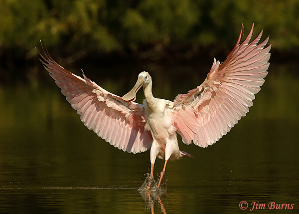 Roseate Spoonbill landing sequence #5--9427