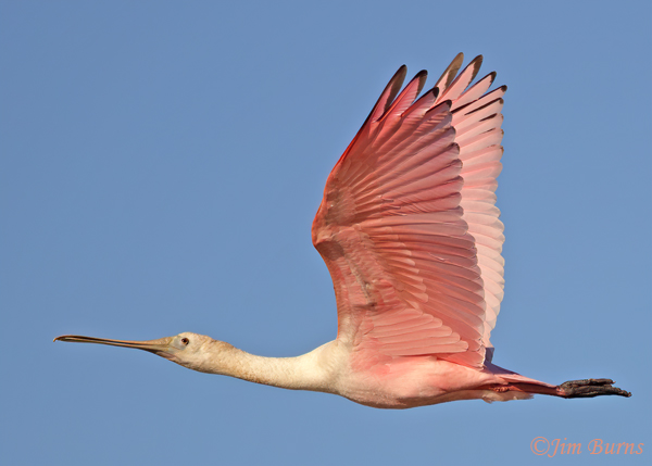 Roseate Spoonbill second year--9663