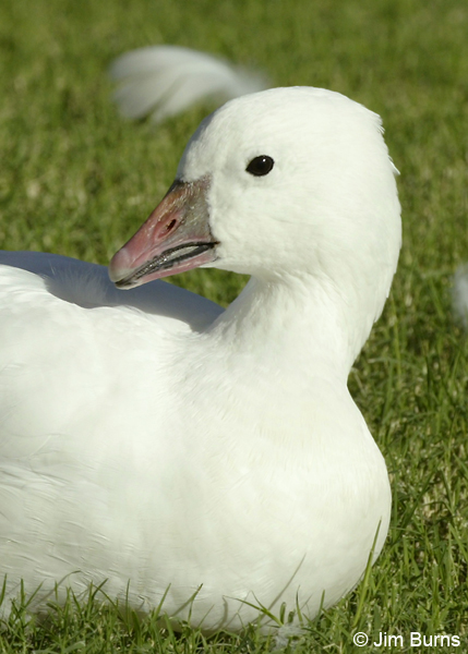 Ross's Goose showing rounded head and vertical bill border
