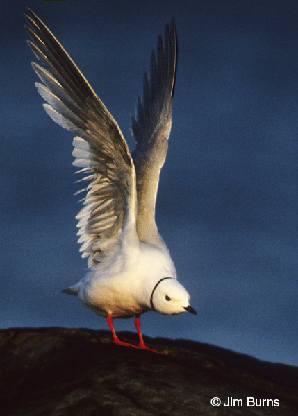 Ross's Gull wing stretching