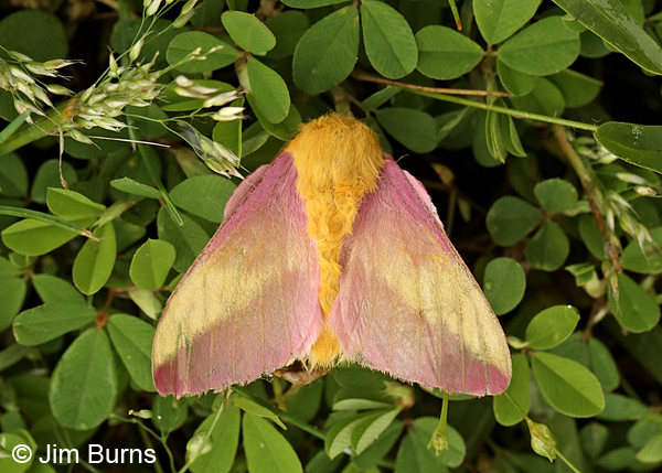 Rosy Maple Moth, Arkansas
