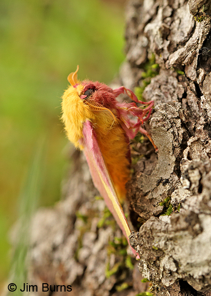 Rosy Maple Moth lateral view, Arkansas