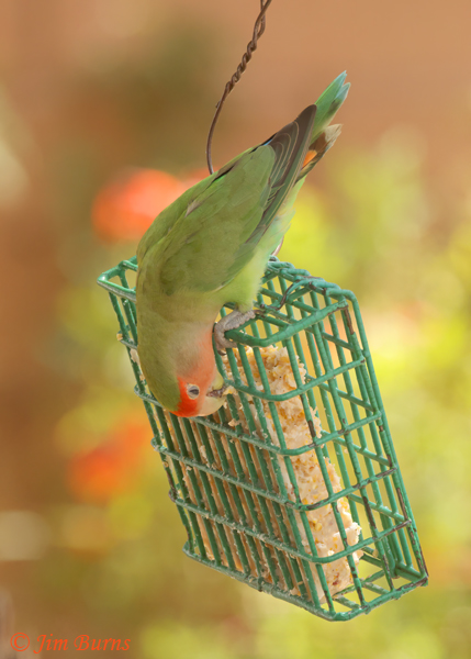 Rosy-faced Lovebird on suet feeder--1880