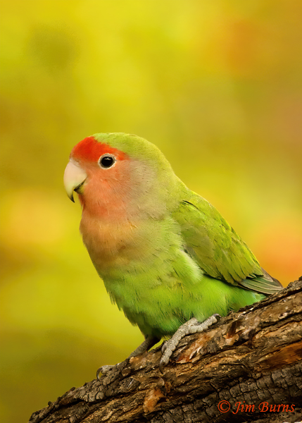 Rosy-faced Lovebird matching background colors--3104