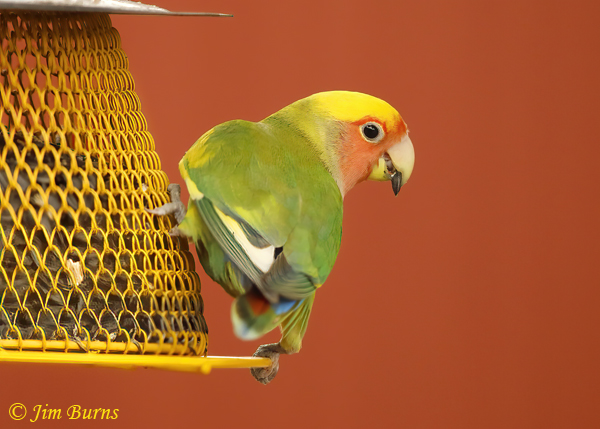 Rosy-faced Lovebird, yellow variant, on seed feeder--3353