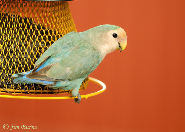 Rosy-faced Lovebird, pale variant, on seed feeder--3360