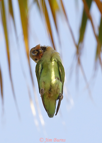 Rosy-faced Lovebird, some fishermen are slobs too--3995