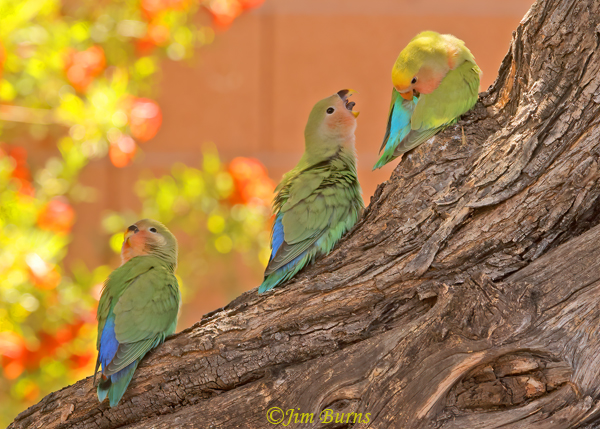Rosy-faced Lovebird juveniles with parent--8671