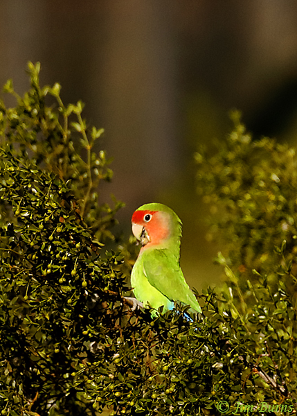 Rosy-faced Lovebird feeding in Thorny Acacia tree--8867