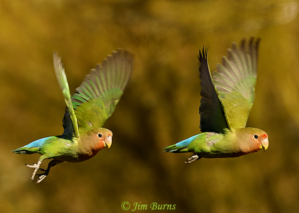 Rosy-faced Lovebird pair in flight--8873