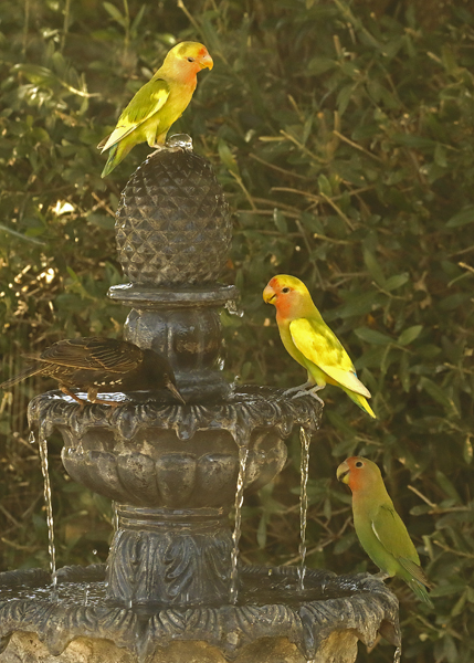 Rosy-faced Lovebirds, three flavors on the fountain--9477