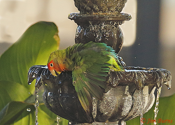 Rosy-faced Lovebird bathing--4076