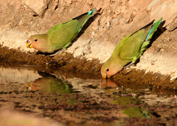 Rosy-faced Lovebird juveniles drinking at canal--4637