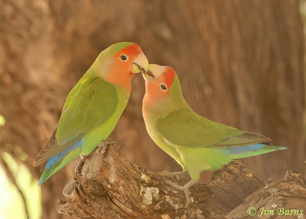 Rosy-faced Lovebirds sharing cactus fruit--6982
