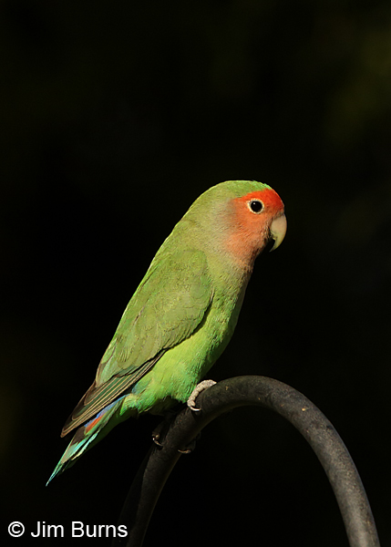 Rosy-faced Lovebird portrait