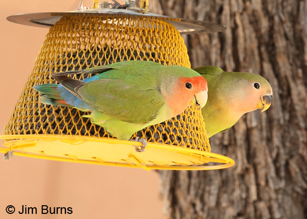 Rosy-faced Lovebirds at feeder