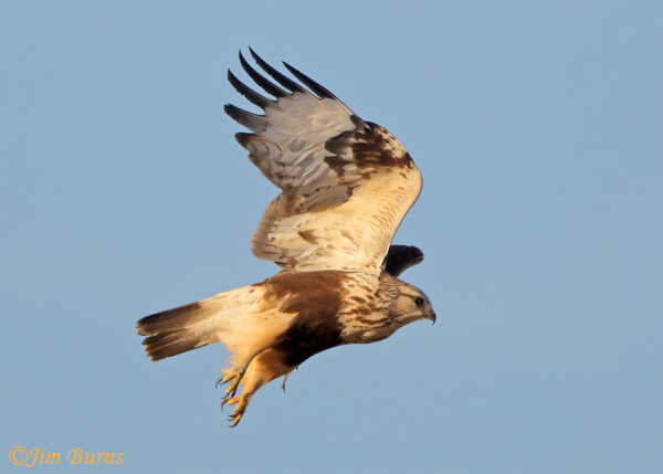 Rough-legged Hawk light morph immature in flight--7922