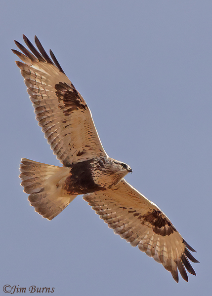 Rough-legged Hawk light morph immature overhead--7966