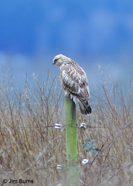 Rough-legged Hawk juvenile light morph on post
