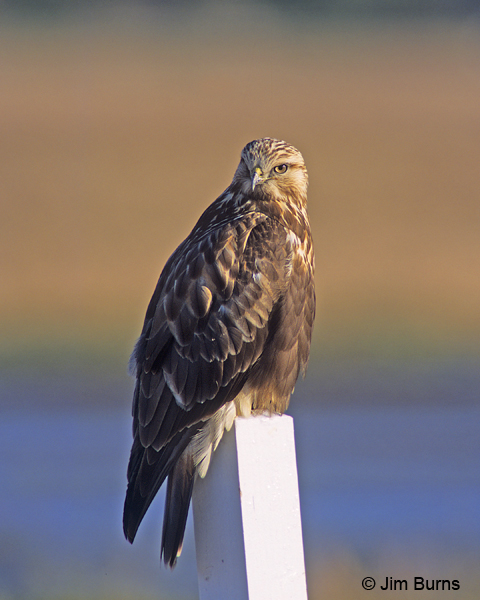 Rough-legged Hawk adult female light morph