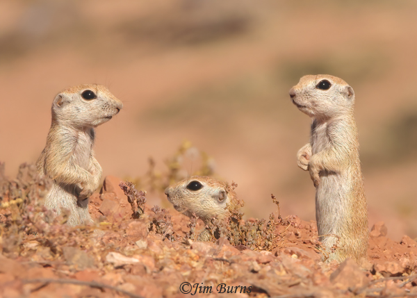 Round-tailed Ground Squirrel kits, the triplets--3319