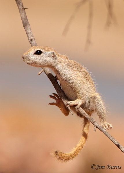 Round-tailed Ground Squirrel kit, learning to climb--3366