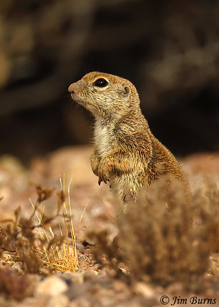 Round-tailed Ground Squirrel adult--3532