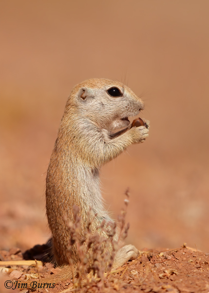 Round-tailed Ground Squirrel kit eating Mesquite bean pod #2--3818