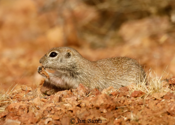 Round-tailed Ground Squirrel with snack--3951