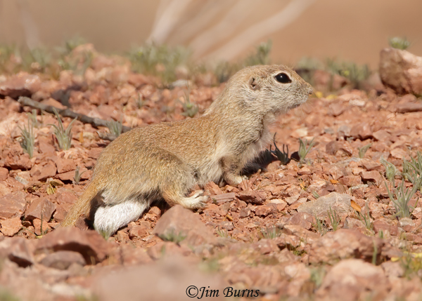 Round-tailed Ground Squirrel in breeding season--5054