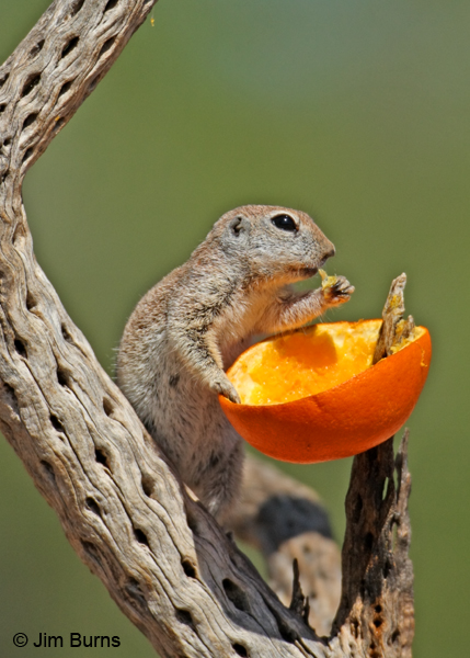 Round-tailed Ground Squirrel on orange