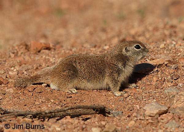 Round-tailed Ground Squirrel juvenile missing most of tail.