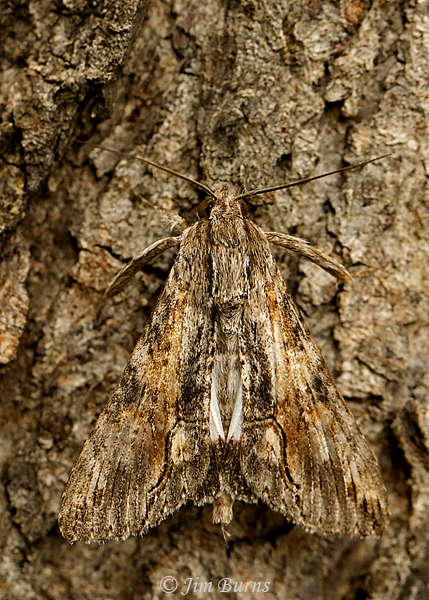 Royal Poinciana Moth, Texas--3023