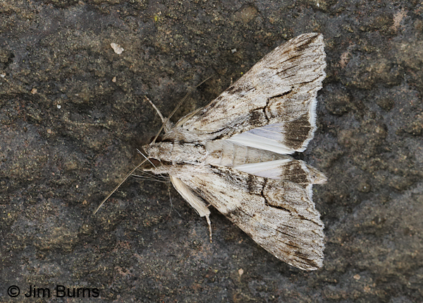 Royal Poinciana Moth, Arizona