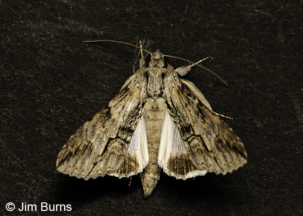 Royal Poinciana Moth hindwings, Arizona