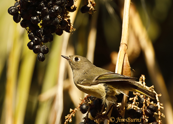 Ruby-crowned Kinglet at Fan Palm berries--9642