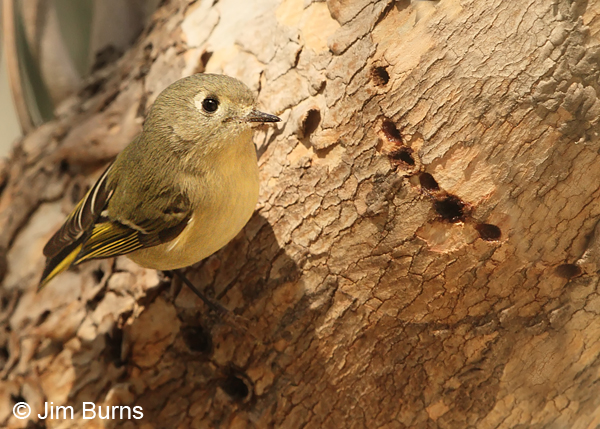 Ruby-crowned Kinglet gleaning at sapsucker wells
