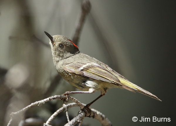 The first wave of avian snowbirds always includes several Ruby-crowned Kinglets in the Queen Creek Riparian.