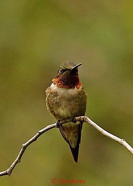 Ruby-throated Hummingbird male--9260