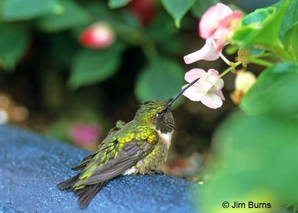 Ruby-throated Hummingbird male at flowers