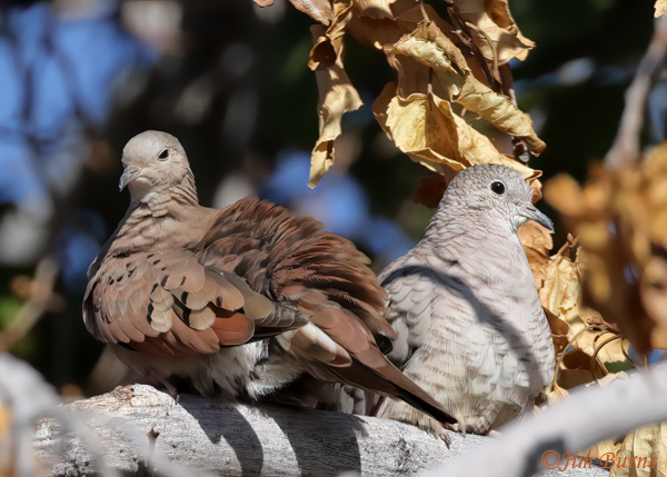 Ruddy Ground-Dove and Inca Dove--8725