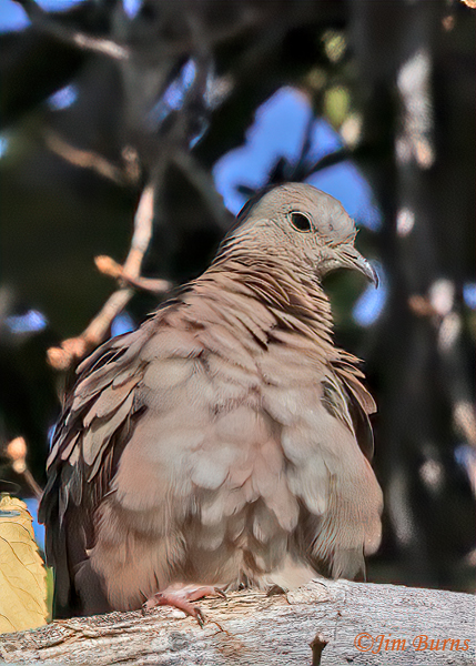 Ruddy Ground-Dove ventral view--8827