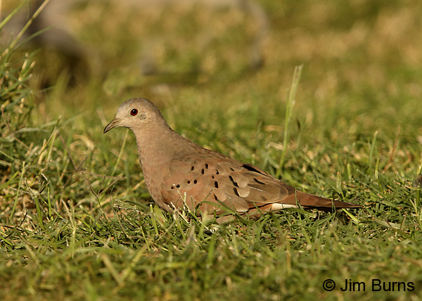 Ruddy Ground-Dove in grass