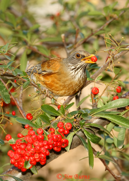 Rufous-backed Robins from Mexico often disperse north in winter and can be found at the Pyracantha in the canyon.