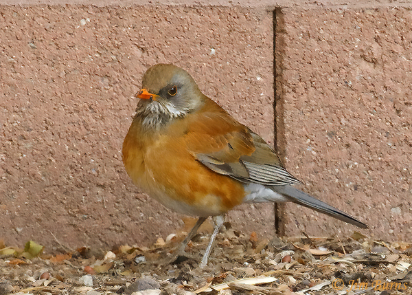 Rufous-backed Robin, backyard, eating flower petal--2685