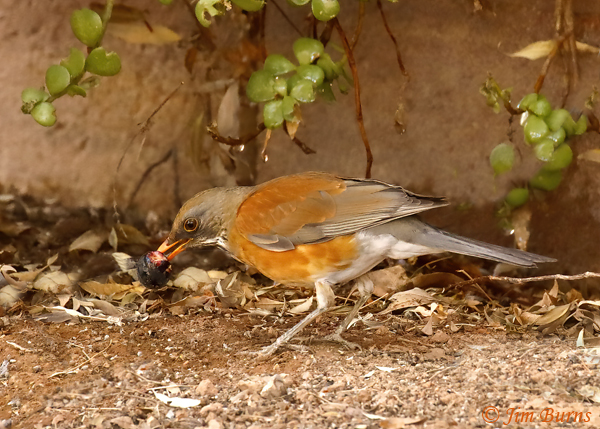Rufous-backed Robin with Russian Olive #2--2703
