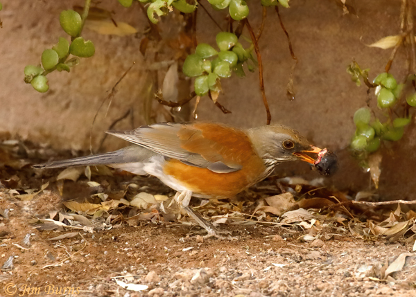 Rufous-backed Robin with Russian Olive--2706