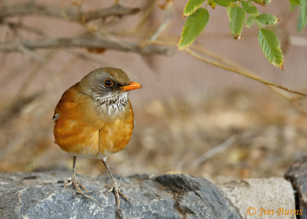 Rufous-backed Robin fluffed against the cold--2763